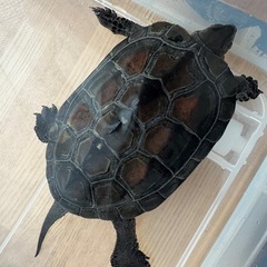 クサガメ　オス