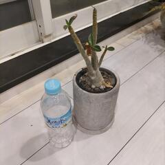 アデニウムの画像
