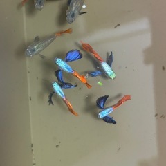 グッピーダンボの画像