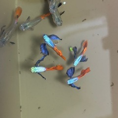 グッピーダンボの画像