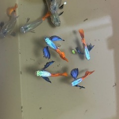 グッピーダンボの画像