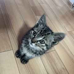 子猫！里親募集！