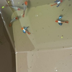 グッピーの画像