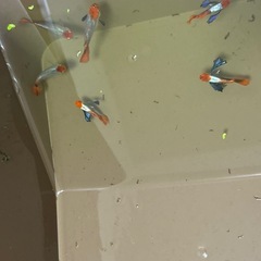 グッピーの画像