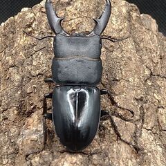 国産ヒラタクワガタ♂単品×2頭　6-1の画像
