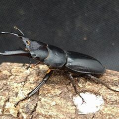 国産ヒラタクワガタ♂単品×2頭　6-1の画像