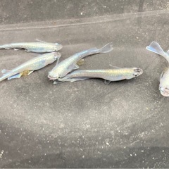 ミックス メダカの稚魚30匹の画像