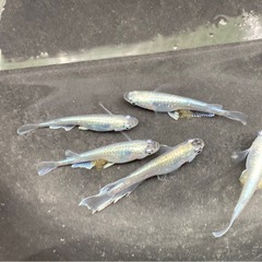 ミックス メダカの稚魚30匹