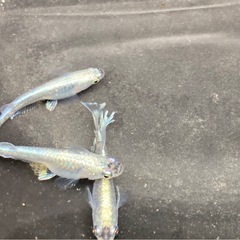 ミックス メダカの稚魚30匹の画像