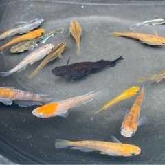 ミックス メダカの稚魚30匹の画像