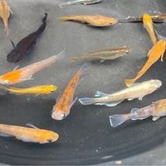 ミックス メダカの稚魚30匹の画像