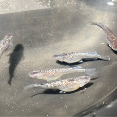 クラウドグレーダイヤ ダルマ血統 メダカの稚魚10匹の画像