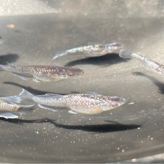 クラウドグレーダイヤ ダルマ血統 メダカの稚魚10匹の画像