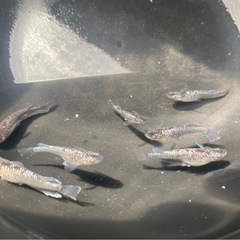 クラウドグレーダイヤ ダルマ血統 メダカの稚魚10匹