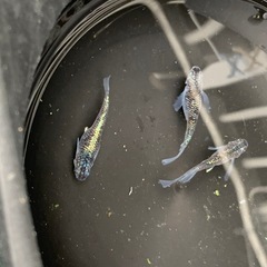 親種　蒼鱗乱月　メダカ　めだか