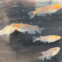 五式タイプR メダカの稚魚20匹の画像
