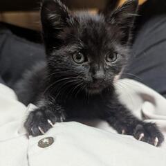 黒猫 メス 生後3〜4ヶ月前後くらい 