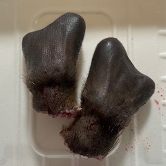 ニホンジカ　鹿茸　鹿の角　袋角