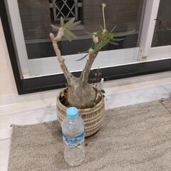  グラキリスの画像