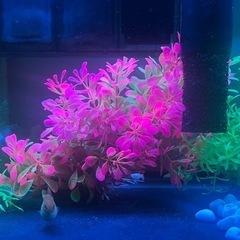 Aquarium with Fish