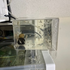 グッピー　大、中、小　