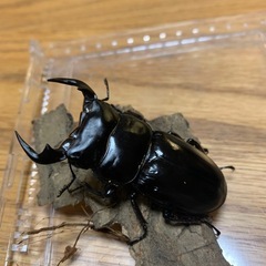 インドアンタエウスオオクワガタ