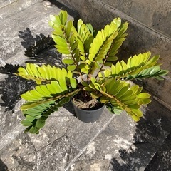 ザミアフルフラセア　メキシコソテツ　観葉植物　
ドライガーデンの画像