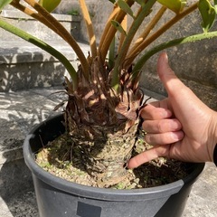 ザミアフルフラセア　メキシコソテツ　観葉植物　
ドライガーデンの画像