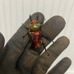 ニジイロクワガタレッド②