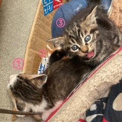 恐らく生後1ヶ月の子猫7匹＋大人猫