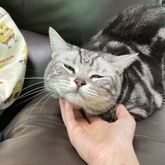 猫友男女問わず全国募集中
