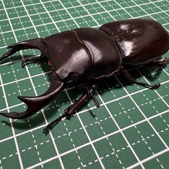 【B品】【新成虫】オオクワガタ♂（69.1mm）-19