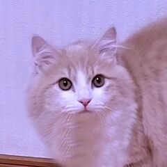 温和で人懐っこいサイベリアンの男の子