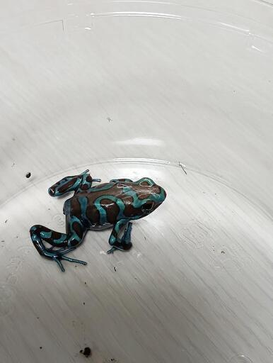 マダラヤドクガエル(ブロンズ&ブルー) (504 yama) 川和町のその他の