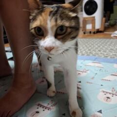 LINE、通話友達