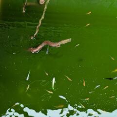 ラメめだか成魚稚魚お楽しみ5匹+卵数個セット