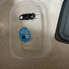 譲り先決まりました　　ホペイオオクワガタ