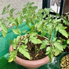 🍅トマトの苗🌱の画像