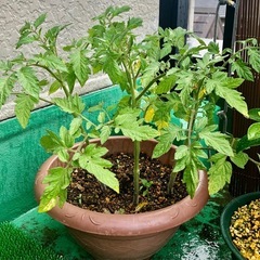 🍅トマトの苗🌱の画像
