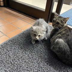 可愛いグレーのふわふわ　子猫