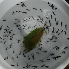 ナガレヒキガエル オタマジャクシ 10匹