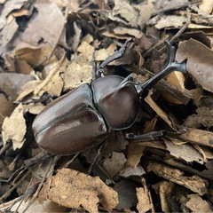 国産カブトムシ トリオ(♂1匹×♀2匹)