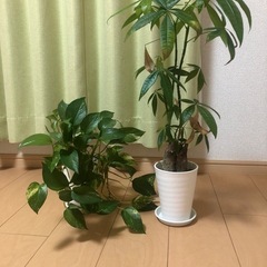 観葉植物(パキラ、ポトス)
