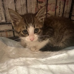 一ヶ月半　キジ白の男の子
