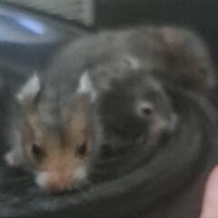 ロングヘアーハムスター里親募集🐹
