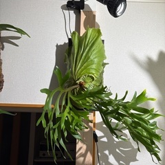 観葉植物ビカクシダ