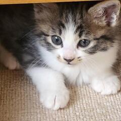 里親募集中🐱