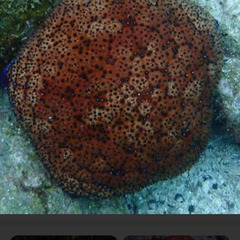 海水魚　熱帯魚　カニ　エビ　海藻　ヒトデ