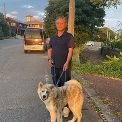 秋田犬オス譲ります。