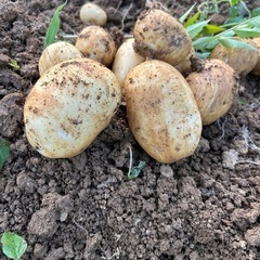 ホクホク＆旨みたっぷり♪【新じゃがいも さんじゅうまる】1kg ...